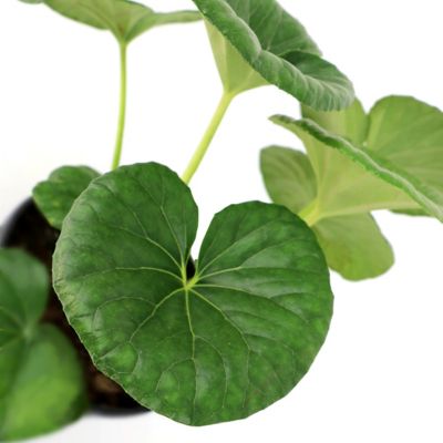 Image showing 6 th National Plant Network 1 gal. Farfugium Giganteum Tractor Seat