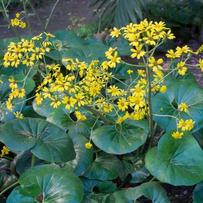 Image showing 7 th National Plant Network 1 gal. Farfugium Giganteum Tractor Seat