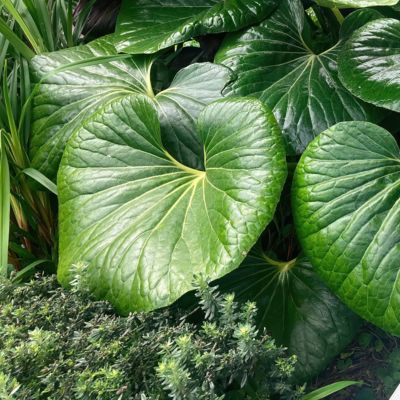 Image showing 8 th National Plant Network 1 gal. Farfugium Giganteum Tractor Seat