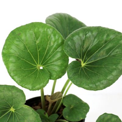 Image showing 9 th National Plant Network 1 gal. Farfugium Giganteum Tractor Seat