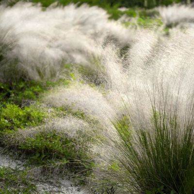 Image showing  3 gal. Grass White Cloud Muhly