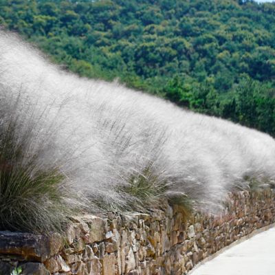 Image showing  3 gal. Grass White Cloud Muhly