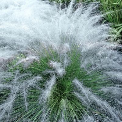 Image showing  3 gal. Grass White Cloud Muhly