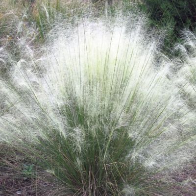 Image showing  3 gal. Grass White Cloud Muhly