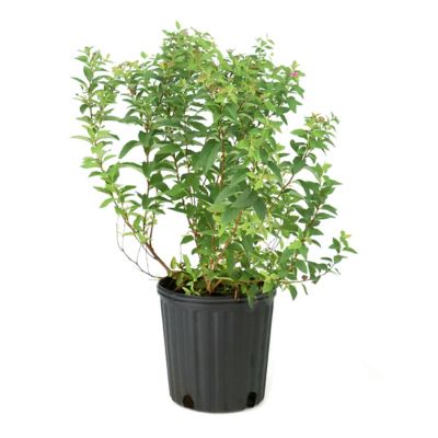 National Plant Network 1 gal. Euonymus Winter Creeper