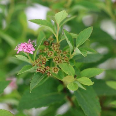 Image showing  1 gal. Euonymus Winter Creeper