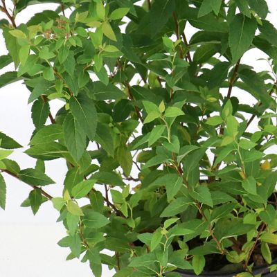 Image showing  1 gal. Euonymus Winter Creeper
