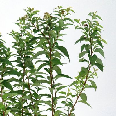 Image showing  1 gal. Euonymus Winter Creeper