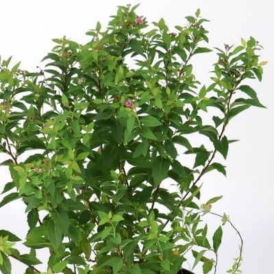 Image showing  1 gal. Euonymus Winter Creeper