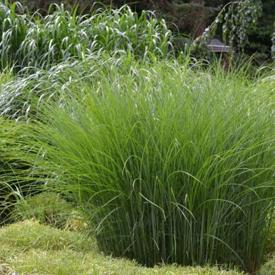 Image showing  3 gal. Grass Gracillimus Maiden Grass