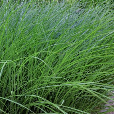 Image showing  3 gal. Grass Gracillimus Maiden Grass