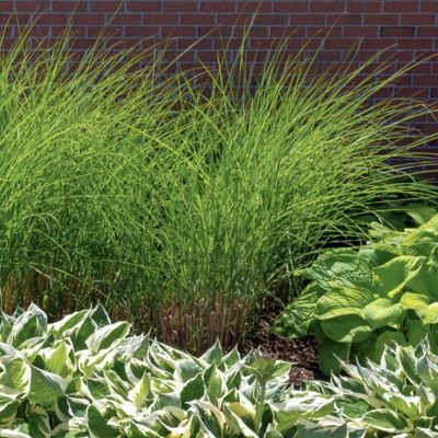 Image showing  3 gal. Grass Gracillimus Maiden Grass