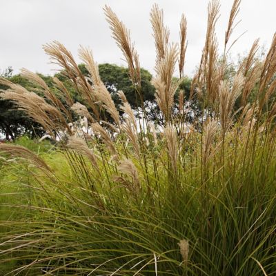 Image showing  3 gal. Grass Gracillimus Maiden Grass