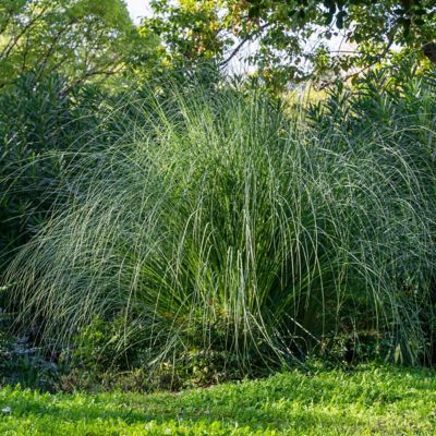 Image showing 5 th National Plant Network 3 gal. Grass Gracillimus Maiden Grass