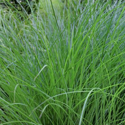 Image showing 6 th National Plant Network 3 gal. Grass Gracillimus Maiden Grass