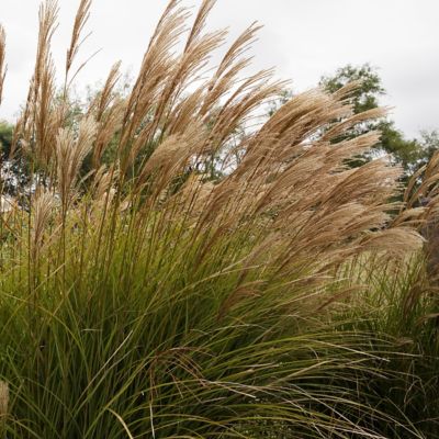 Image showing 7 th National Plant Network 3 gal. Grass Gracillimus Maiden Grass