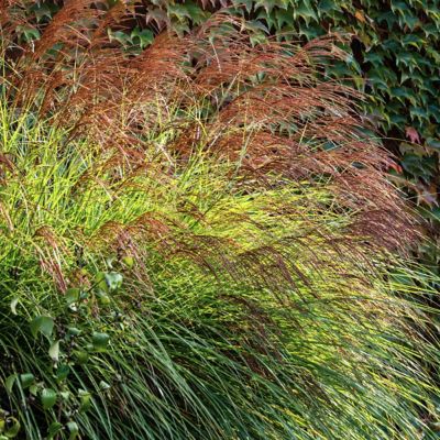 Image showing 8 th National Plant Network 3 gal. Grass Gracillimus Maiden Grass