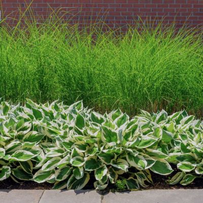 Image showing 9 th National Plant Network 3 gal. Grass Gracillimus Maiden Grass