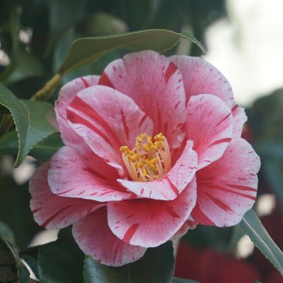 Image showing  1 gal. Camellia Japonica Tricolor