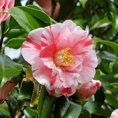 Image showing  1 gal. Camellia Japonica Tricolor