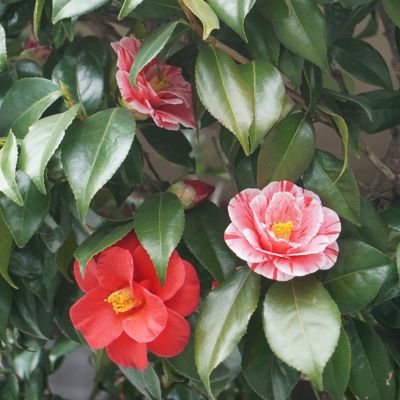 Image showing  1 gal. Camellia Japonica Tricolor