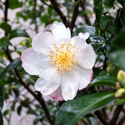 Image showing  3 gal. Camellia Sasanqua Northern Lights