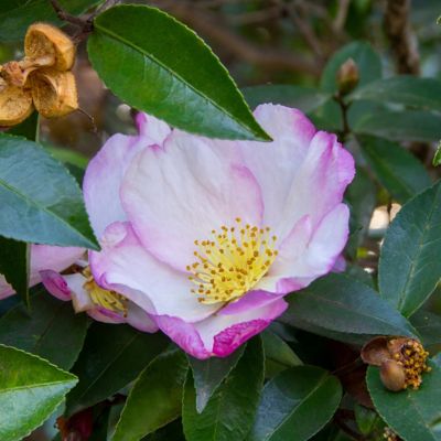 Image showing  3 gal. Camellia Sasanqua Northern Lights