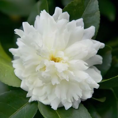 Image showing  1 gal. Camellia Sasanqua October Magic Ivory