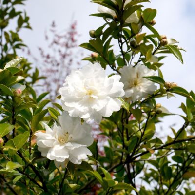 Image showing  1 gal. Camellia Sasanqua October Magic Ivory