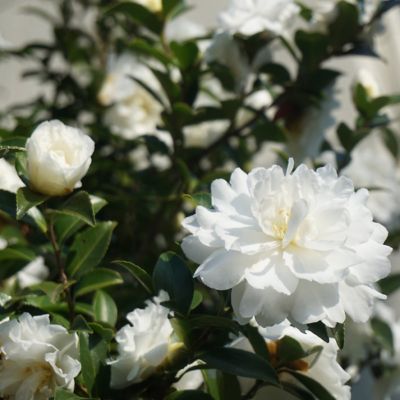 Image showing  1 gal. Camellia Sasanqua October Magic Ivory