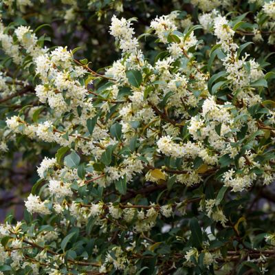 Image showing  3 gal. Sweet Olive