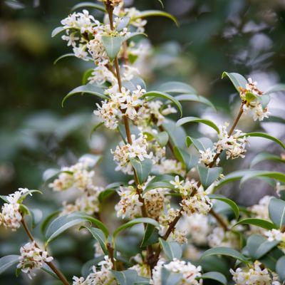 Image showing  3 gal. Sweet Olive