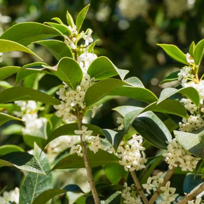 Image showing  3 gal. Sweet Olive