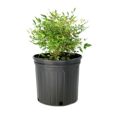 National Plant Network 1 gal. Bottlebrush Cold Hardy