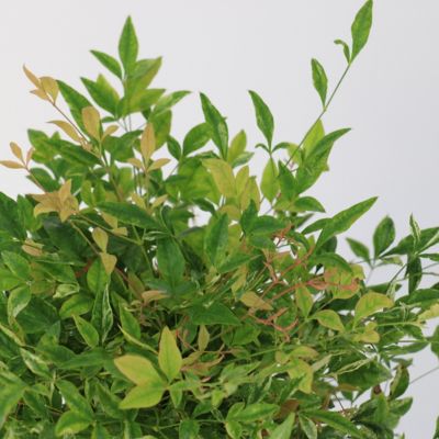 Image showing  1 gal. Bottlebrush Cold Hardy