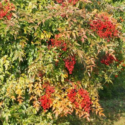 Image showing  1 gal. Bottlebrush Cold Hardy