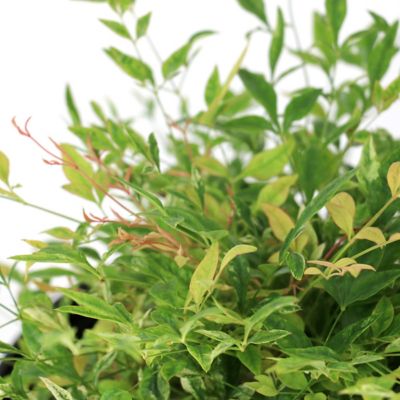 Image showing  1 gal. Bottlebrush Cold Hardy