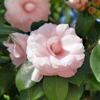 Image showing  1 gal. Camellia Japonica Jerry Donnan