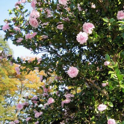Image showing  1 gal. Camellia Japonica Jerry Donnan
