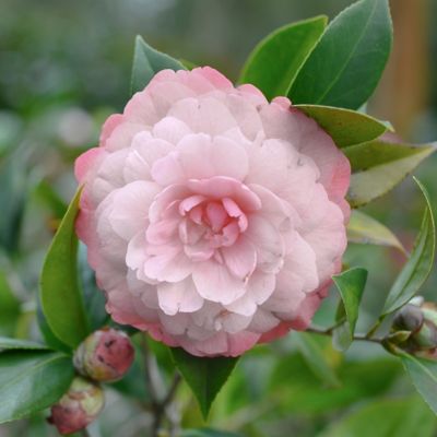Image showing  1 gal. Camellia Japonica Jerry Donnan