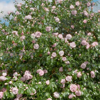 Image showing  1 gal. Camellia Japonica Jerry Donnan