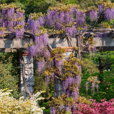 Image showing  3 gal. Wisteria Amethyst Falls