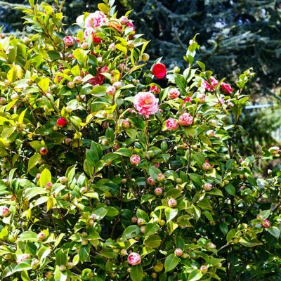Image showing  3 gal. Camellia Japonica Tricolor