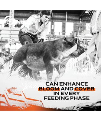 Image showing 5 th Sunglo Sumo 25#