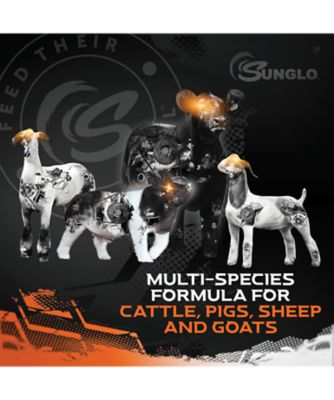 Image showing  Sunglo In Motion 14#