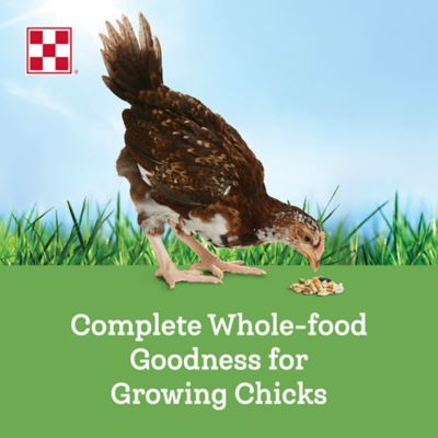 Image showing  Farm to Flock Grower