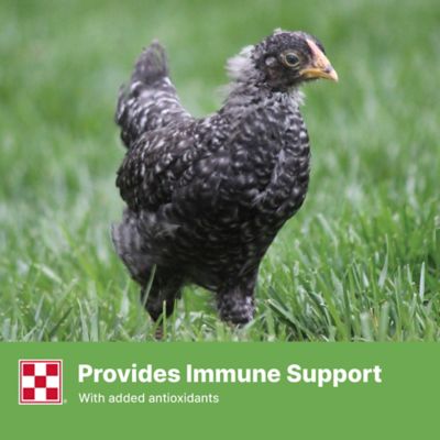 Image showing  Farm to Flock Grower