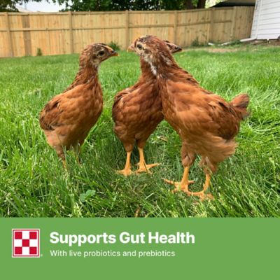 Image showing 5 th Purina Farm to Flock Grower