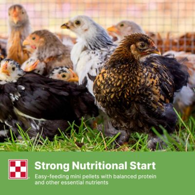 Image showing 6 th Purina Farm to Flock Grower
