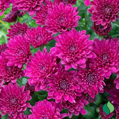 DeGroot 8 in. Mum (Chrysanthemum) Purple Flowers